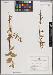 Foto von Salix excelsa S. G. Gmel.